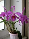 Cattleya maxima 